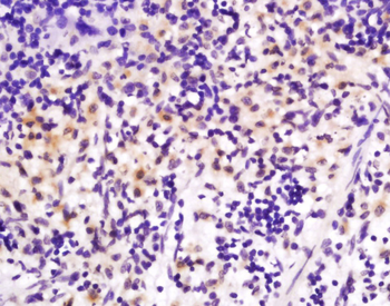 Phospho-VAV3 (Tyr141) Rabbit Polyclonal Antibody