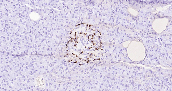 GLP-1 Ready-To-Use IHC Kit