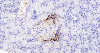 GLP-1 Ready-To-Use IHC Kit