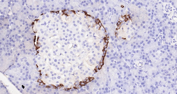 GLP-1 Ready-To-Use IHC Kit