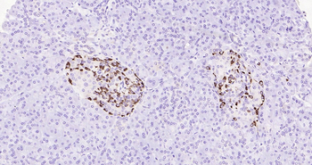 Glucagon Ready-To-Use IHC Kit