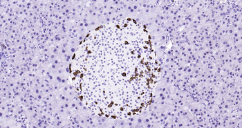 Glucagon Ready-To-Use IHC Kit