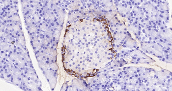 Glucagon Ready-To-Use IHC Kit