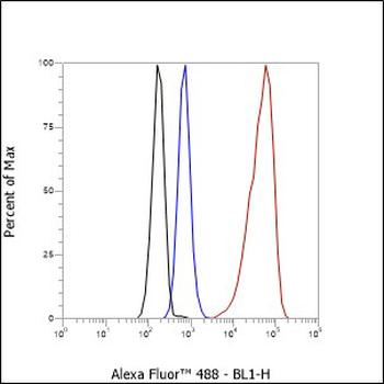 STIP1 Recombinant Rabbit Monoclonal Antibody