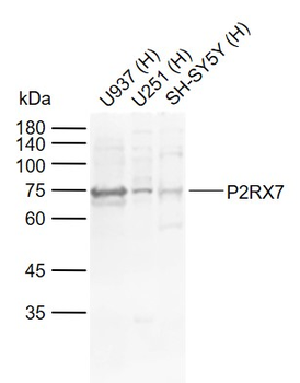 P2RX7 Rabbit Polyclonal Antibody