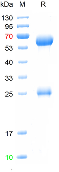 Human IgA Native protein