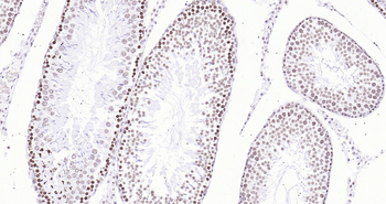 Rat Histone H3 Ready-To-Use IHC Kit