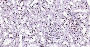 Histone H3 Ready-To-Use IHC Kit