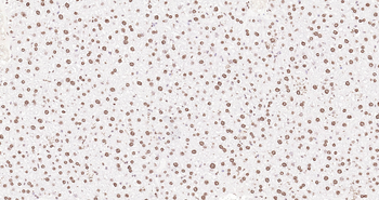 Histone H3 Ready-To-Use IHC Kit