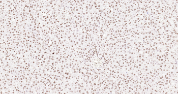 Histone H3 Ready-To-Use IHC Kit