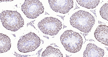Mouse Histone H3 Ready-To-Use IHC Kit