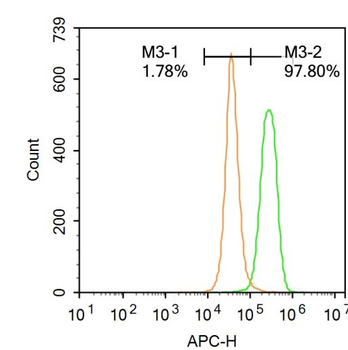 IRAK1 Rabbit Polyclonal Antibody