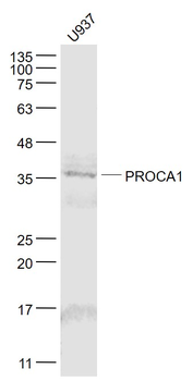 PROCA1 Rabbit Polyclonal Antibody