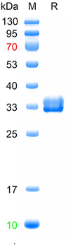 Recombinant human SAA1 protein, C-hFc (HEK293)