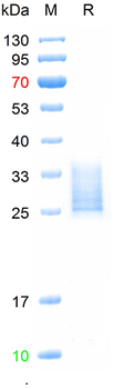 Recombinant human CD43 protein, C-His (HEK293)
