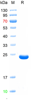 Recombinant mouse ABCB11 protein, His