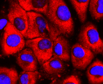 EDG1 Recombinant Rabbit Monoclonal Antibody
