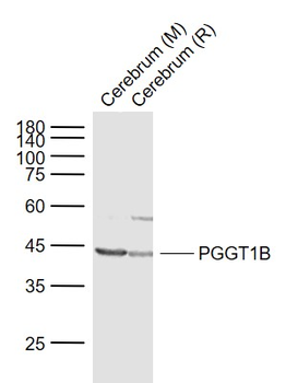 PGGT1B Rabbit Polyclonal Antibody
