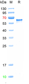 Recombinant human PPARGC1A, N-Trx-His