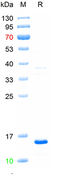 Recombinant human MPO protein, N-His