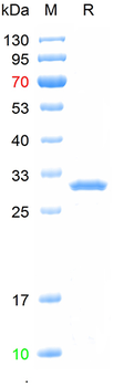 Recombinant human CGRP1 protein, N-Trx-His