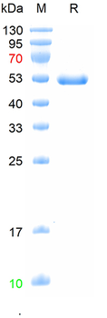 Recombinant human CD4 protein, C-His (HEK293)