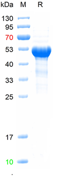 Recombinant mouse CD36 protein, C-His