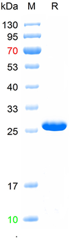 Recombinant human Z DNA binding protein, N-His