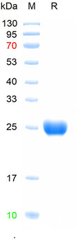 Recombinant human CD339 protein, N-His