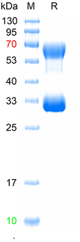 Recombinant mouse Podoplanin protein, C-hFc (HEK293)