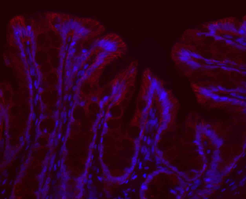 Goat Anti-Rabbit IgG H&L, BF594 conjugated
