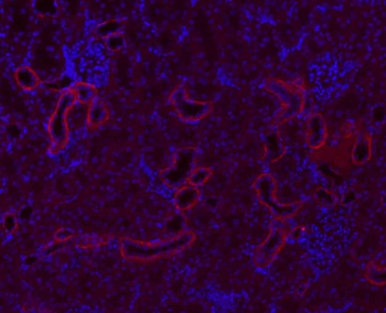 Goat Anti-Rabbit IgG H&L, BF594 conjugated