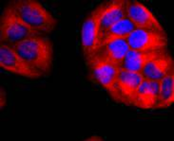 CD90/Thy-1 Recombinant Rabbit Monoclonal Antibody