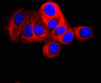 CD90/Thy-1 Recombinant Rabbit Monoclonal Antibody