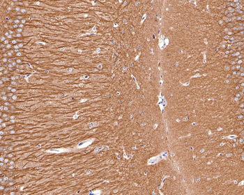 CD90/Thy-1 Recombinant Rabbit Monoclonal Antibody