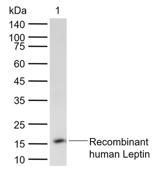 Leptin Rabbit Polyclonal Antibody