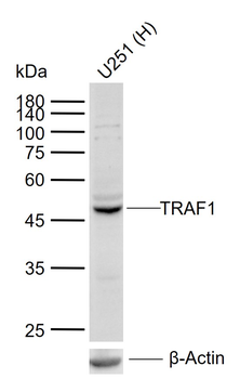 TRAF1 Rabbit Polyclonal Antibody