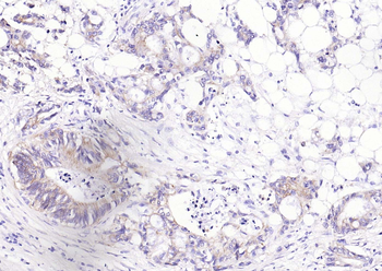 CD63 Mouse Monoclonal Antibody