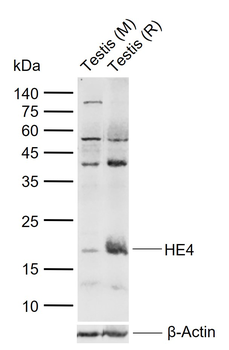 HE4 Rabbit Polyclonal Antibody