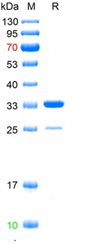 Recombinant mouse ABCG5 protein, N-GST & C-His