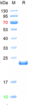Recombinant mouse G-CSF protein, His