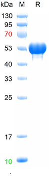 Recombinant human Vitamin D Binding protein, C-His (HEK293)