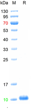 Recombinant human IL-8 protein, C-His (HEK293)
