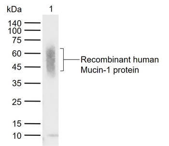 Mucin-1 Mouse Monoclonal Antibody
