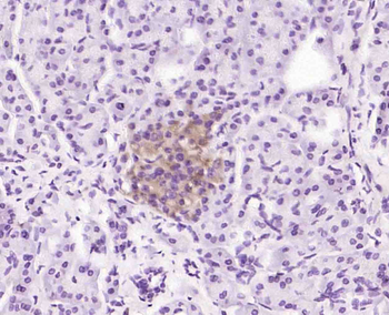 Alpha neoendorphin Rabbit Polyclonal Antibody
