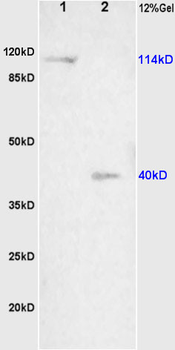 NALP3/CIAS1 Rabbit Polyclonal Antibody