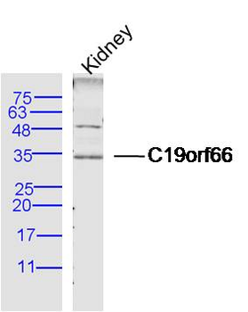 C19orf66 Rabbit Polyclonal Antibody
