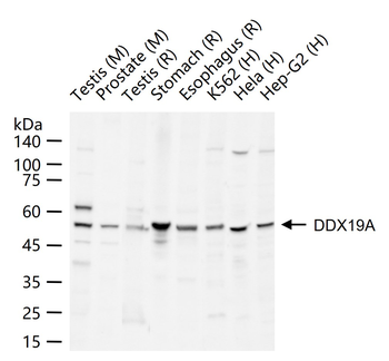 DDX19A Rabbit Polyclonal Antibody