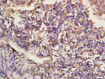 DNAJB12 Rabbit Polyclonal Antibody