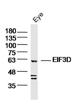 EIF3D Rabbit Polyclonal Antibody
